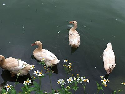 happy, duck child, lake, pet