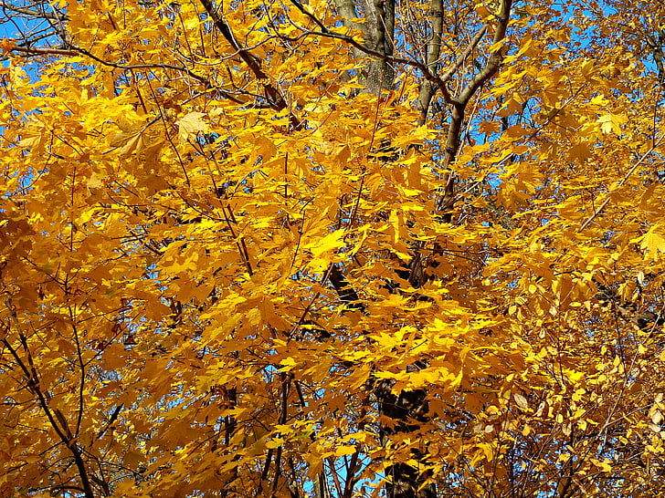 autunno, periodo dell'anno, paesaggio, natura, albero, colorato, colori