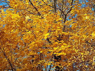 podzim, roční období, krajina, Příroda, strom, barevné, barvy