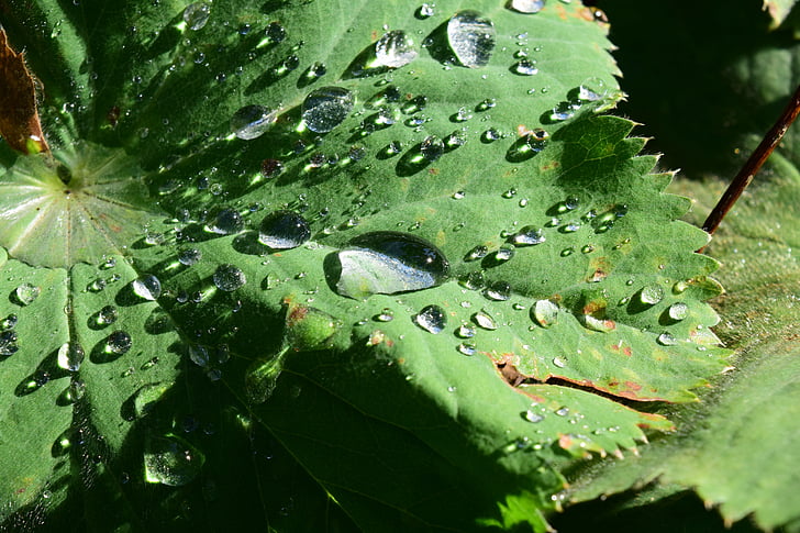 listov, kaplja dežja, narave, zelena, listi, kapljica vode, dež