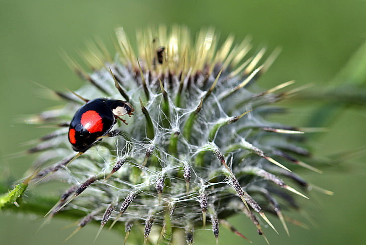 Ladybug, gărgăriţă asiatice, Harmonia axyridis, puncte rosii, Lucky farmec, vara, insectă
