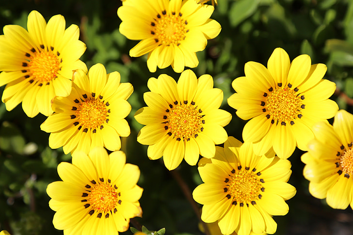 gazania, yellow flowers, flowers, plant, yellow, nature, summer
