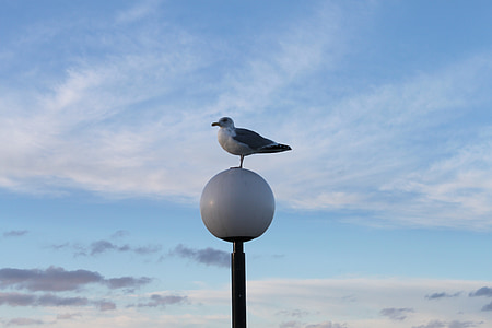 seagull, sky, water, holiday, mood, bird, lantern