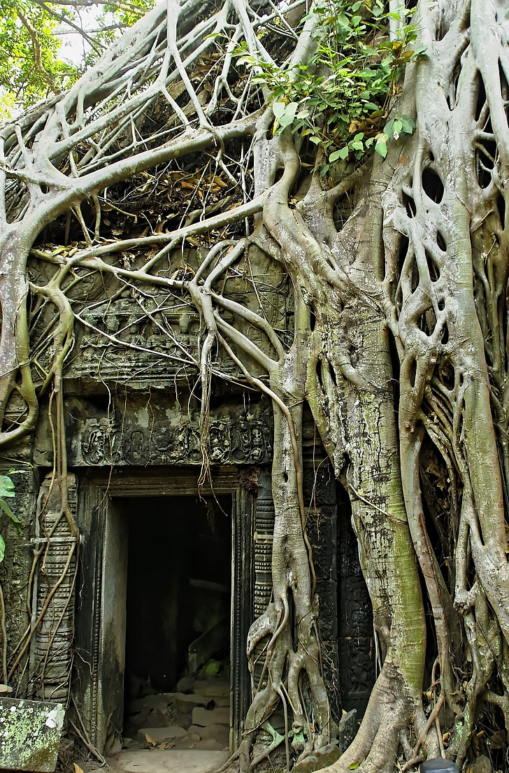 Cambodja, Angkor, Angkor thom, Temple, ruinerne, lianer, indgreb