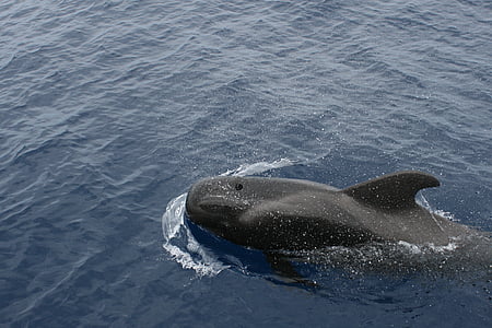 Dofí mular, petita balena, Mar, l'aigua