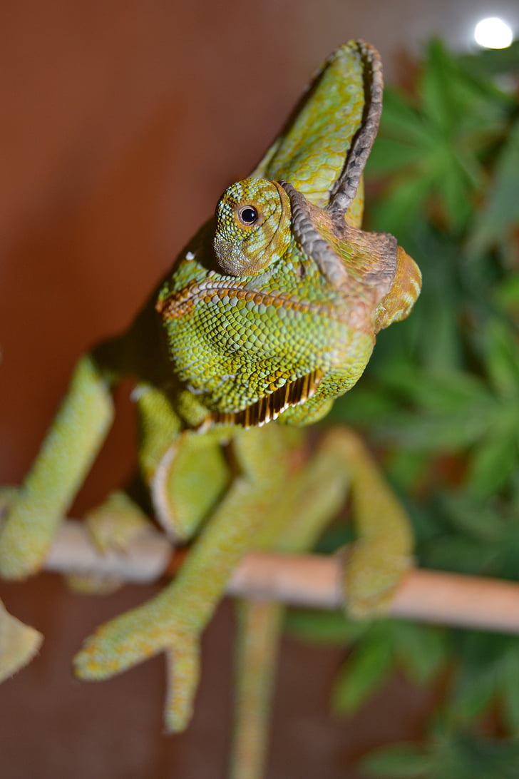 chameleon, pet, green, yemen chameleon