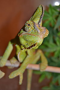 Chameleon, kjæledyr, grønn, Jemen kameleon