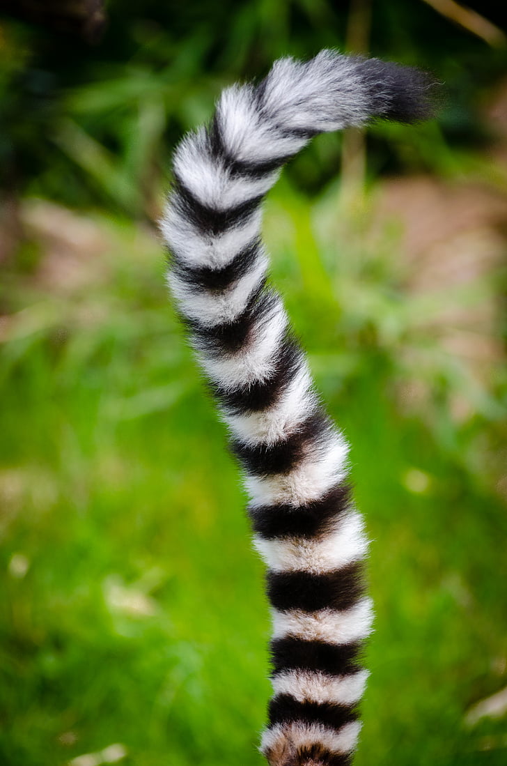 animal, blur, close-up, fur, grass, pattern, primate