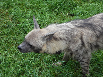 hiena, zoològic, animal, a l'aguait, conscient