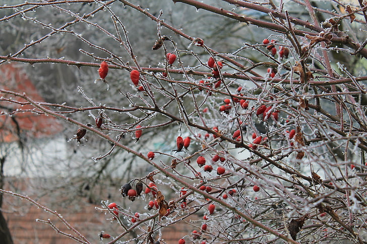 ฤดูหนาว, น้ำค้างแข็ง, หิมะ, สาขา, ผลเบอร์รี่, สีแดง, แช่แข็ง
