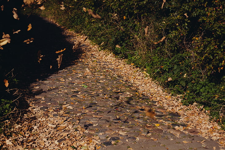 autumn, cobbles, cobblestones, foliage, leaf, leaves, path
