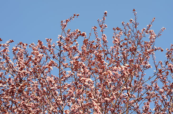 Bloom, puu, loodus, kevadel, õitsev, roosa, looduslik