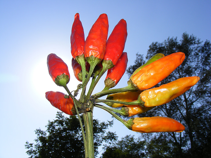 frutos do género Capsicum, quente, pimenta, vermelho, luz do sol, comida, bebida