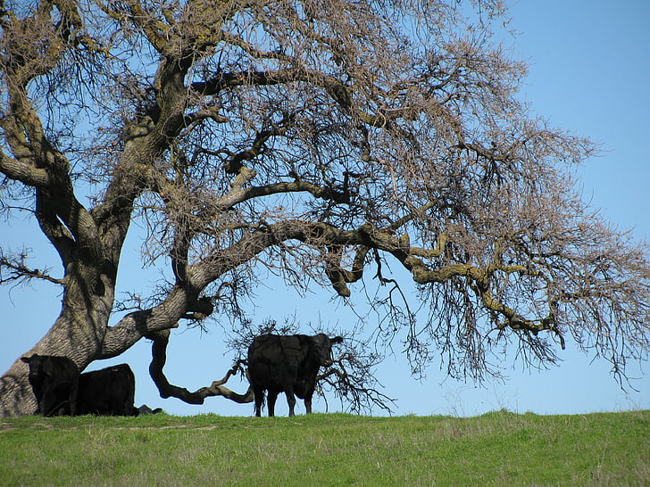 cows, livestock, tree, grazing, agriculture, ranching, field