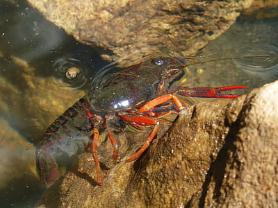 american crab, crayfish, rocks, tweezers, river, invasive species, plague