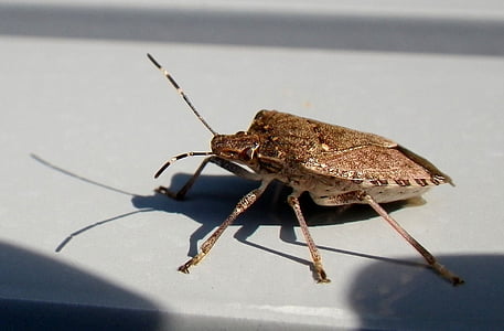 Escarabajo de la, insectos, macro, animal, naturaleza, Close-up, animal antena