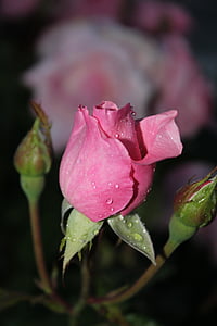 pink, flower, rosebush, pink flowers, pink flower, garden, color pink