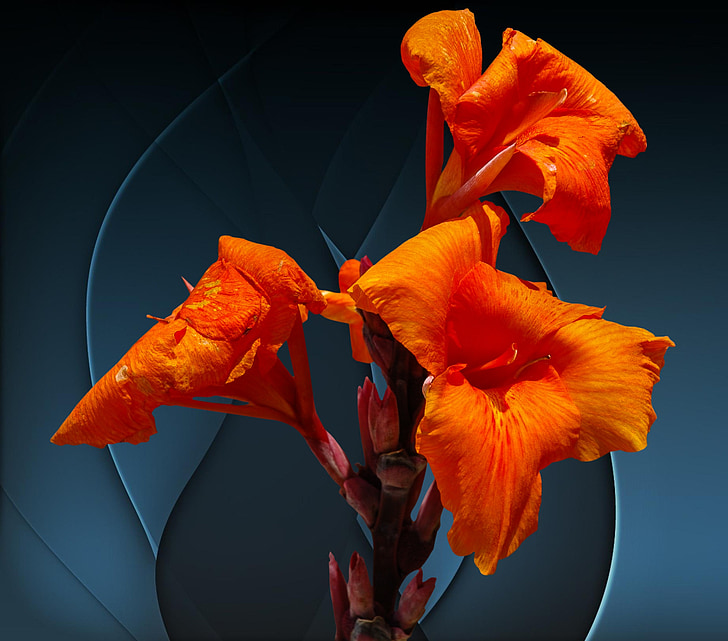 άνθος, άνθιση, λουλούδι, πορτοκαλί