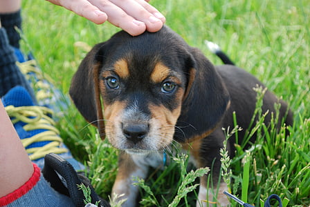 gos, Beagle, cadell, animals de companyia, animal, herba, valent