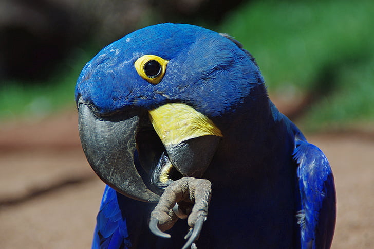 papuga, blauara, Ara, ptak, upierzenie, kolorowe, Kolor
