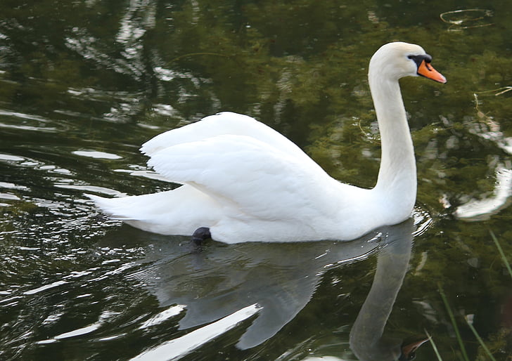 swan, swimming, water, bird, white, lake, wildlife