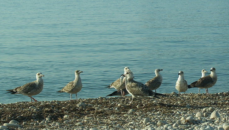 seagulls, sea, beach, birds, landscape, boulder, altea