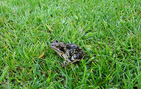 frog, meadow, amphibian, frogs, green meadow, toad
