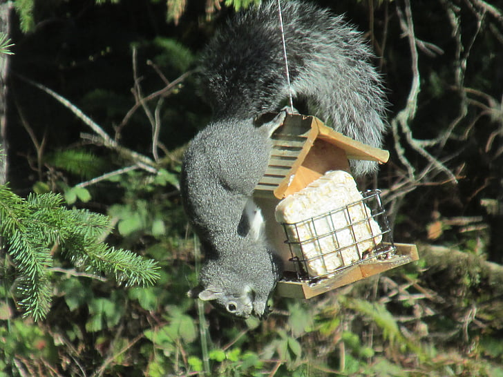 squirrel, ingenious, problem solving, nature, hungry, possibilities, outside