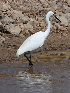 Snowy egret egretta garzetta, ave aquática, Garça-branca-pequena, Martinet blanc, delta do Ebro, Parque natural, pântanos