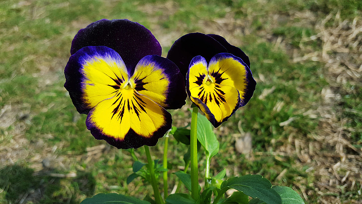 pansies, viola tricolor, pansy flower, pansy, purple pansy, yellow pansy, garden pansy