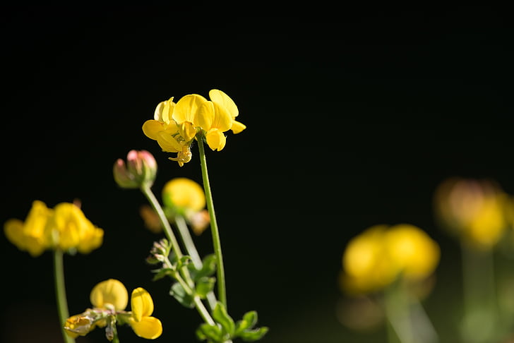 Lotus corniculatus, Senovka grécka, špicaté kvet, žltý kvet, žltá, Príroda, kvety