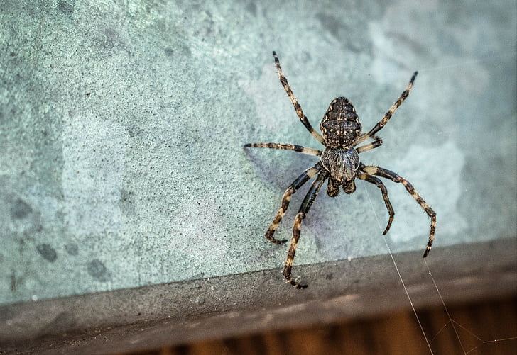 spider, insect, balcony, pattern, nature