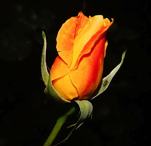 Rosa, flor, flor, vermell, taronja, planta, bonica