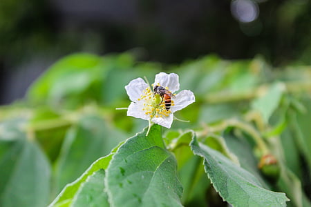 Bee, blomster, hage, natur, insekter, utendørs