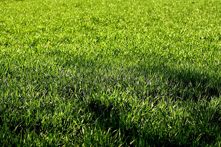 Prado, grama, natureza, verde, lâmina de grama, gramado, campo de jogo