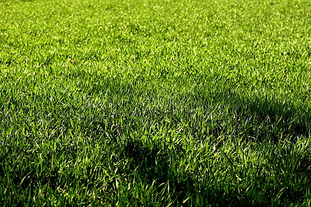 padang rumput, rumput, alam, hijau, rumput, rumput, Lapangan bermain