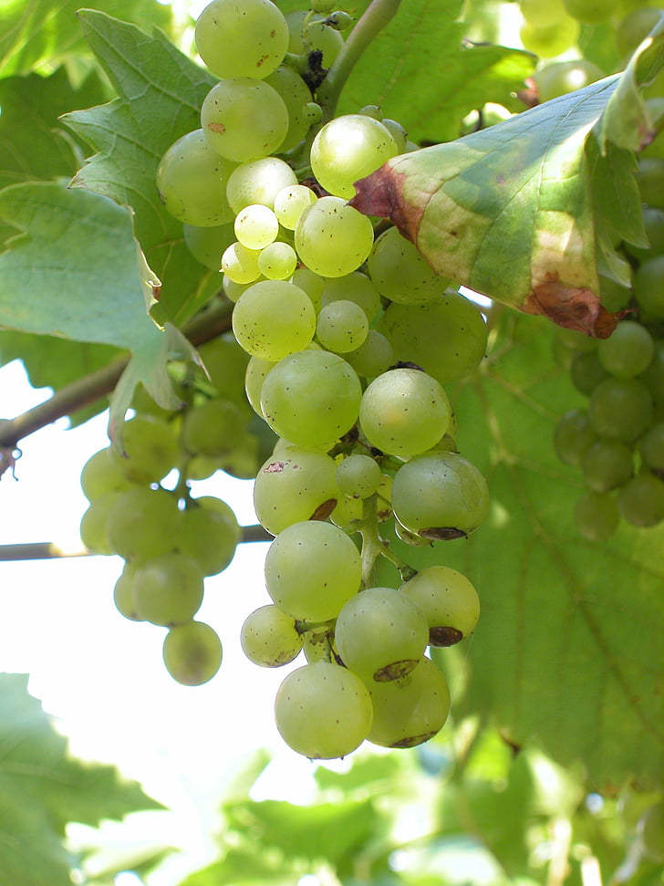 białych winogron, pęczki, winogron, winogron, winorośli, owoce, Rolnictwo