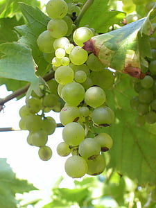 Balto vīnogu, saišķos, vīnogas, vīnogu, vīnogulāju, augļi, lauksaimniecība