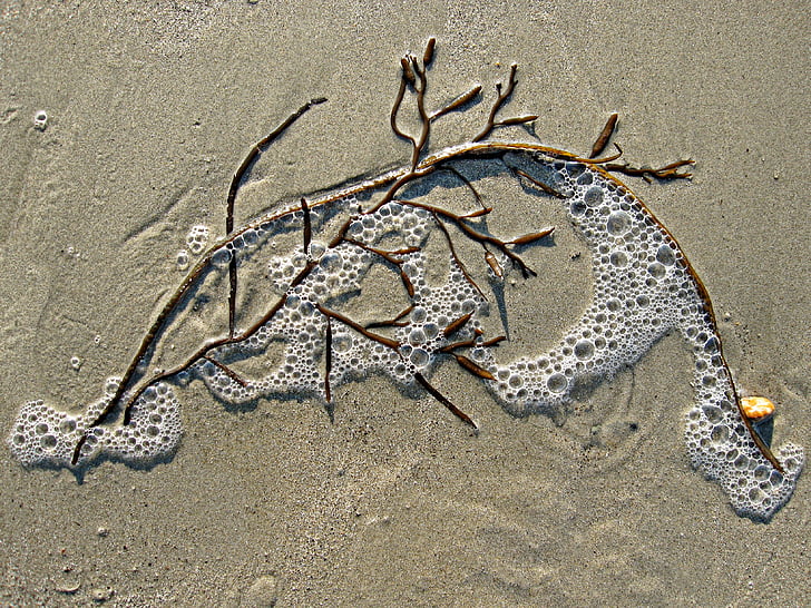 seaweed, sand, bubble, sea, weed, beach, marine