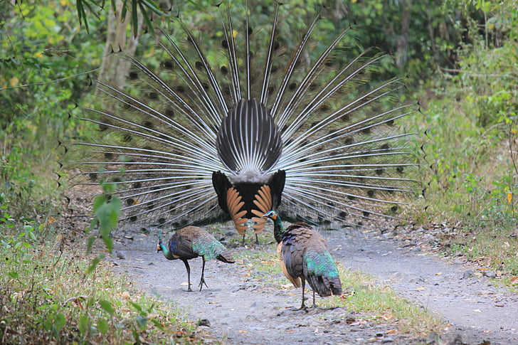 forest, beauty, peacock, natural, outdoor, dry season, group