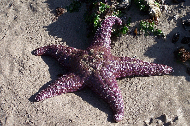 estrella de mar, Océano, mar, Playa, verano, naturaleza