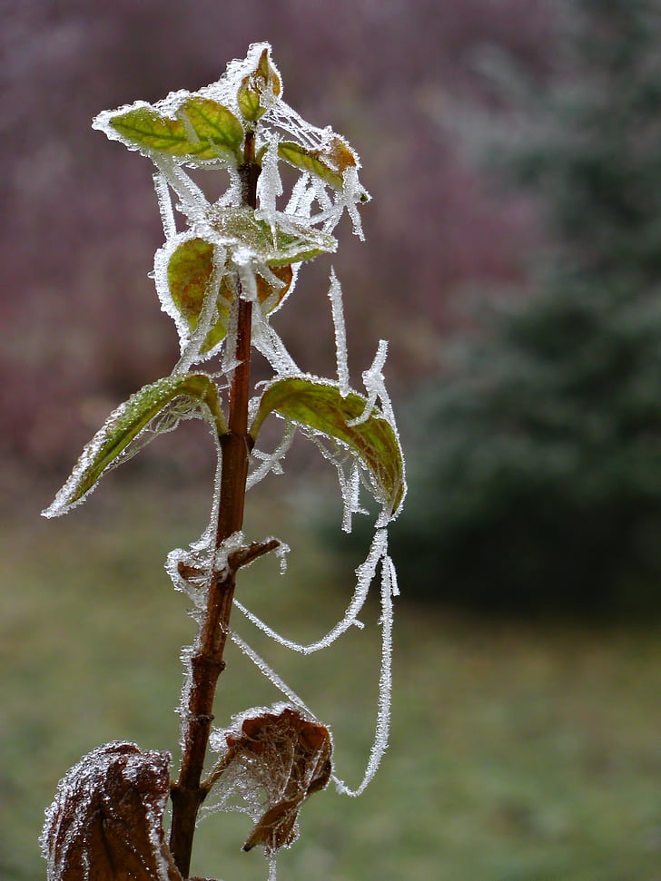plant, winter, frosted, cold, ice, icy, crystals