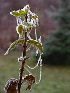 tanaman, musim dingin, beku, dingin, es, es, kristal