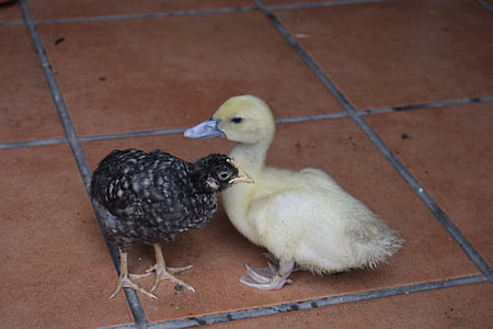 chick, duck, farm