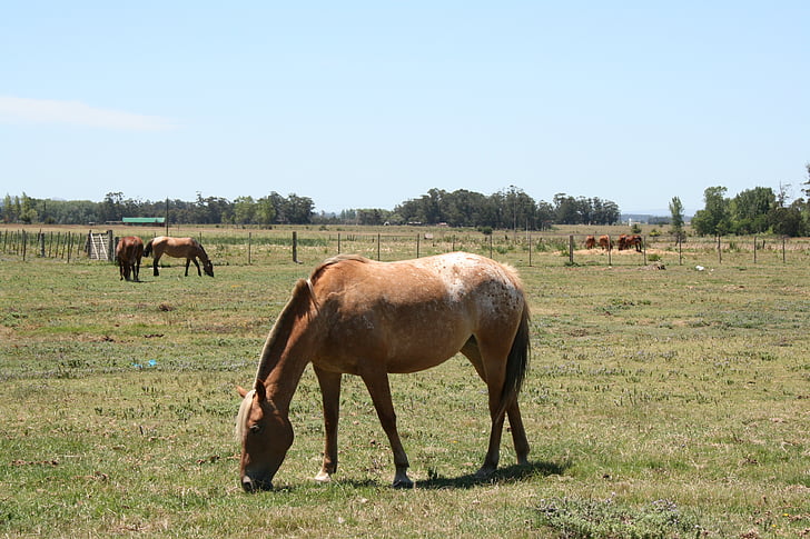 landsbygd, häst, betande, Uruguay, Ridsport, betesmark, Utomhus