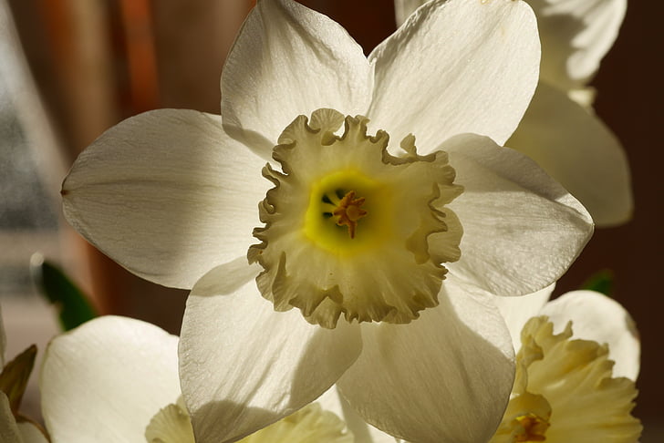 Πάσχα, λουλούδι, λουλούδι του Πάσχα, Κίτρινο, λευκό, γιορτή, άνοιξη