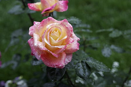 λουλούδι, τριαντάφυλλο, Κίτρινο, ροζ, πολύχρωμο, πέταλο, φύση