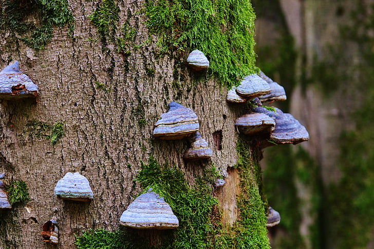 tree fungus, tree, mushroom, baumschwamm, tribe, log, nature