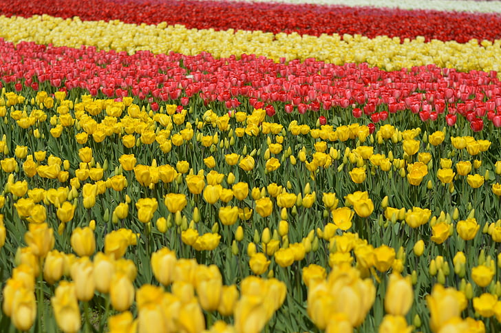 tulipani, cvet, steblo, pomlad, narave, pisane, cvetlični