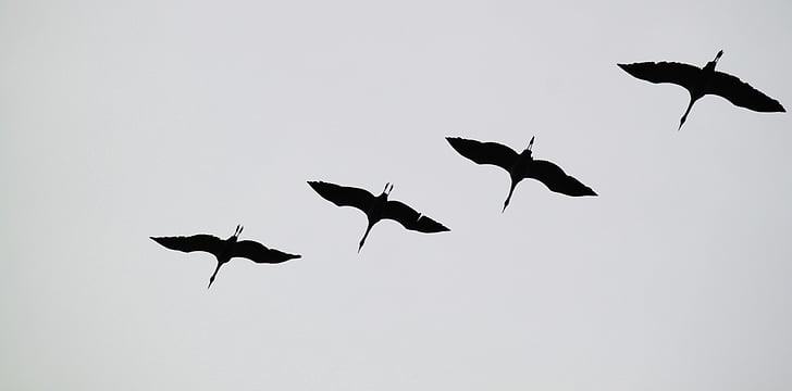 Crane, kawanan burung, burung-burung, burung, hewan, terbang pembentukan, dunia hewan